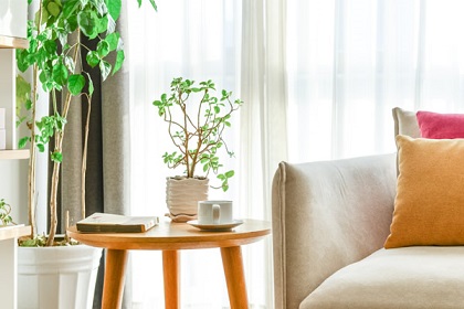 家居不同空间植物摆放风水家庭空间植物可不能乱摆
